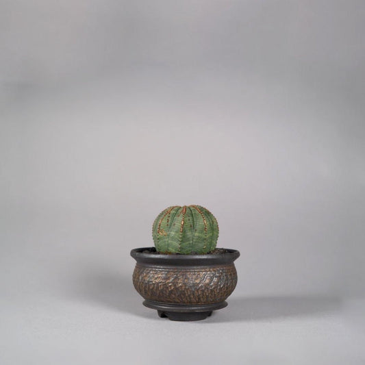 Euphorbia obesa(A) × “GOUJIN”POT