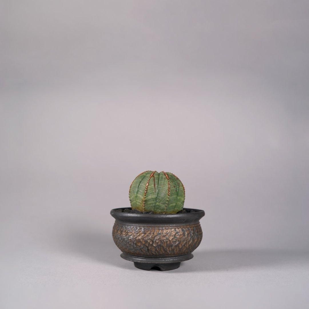Euphorbia obesa(A) × “GOUJIN”POT