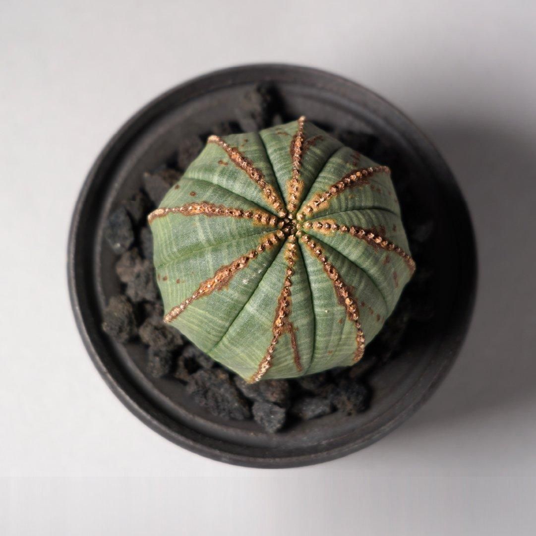 Euphorbia obesa(A) × “GOUJIN”POT