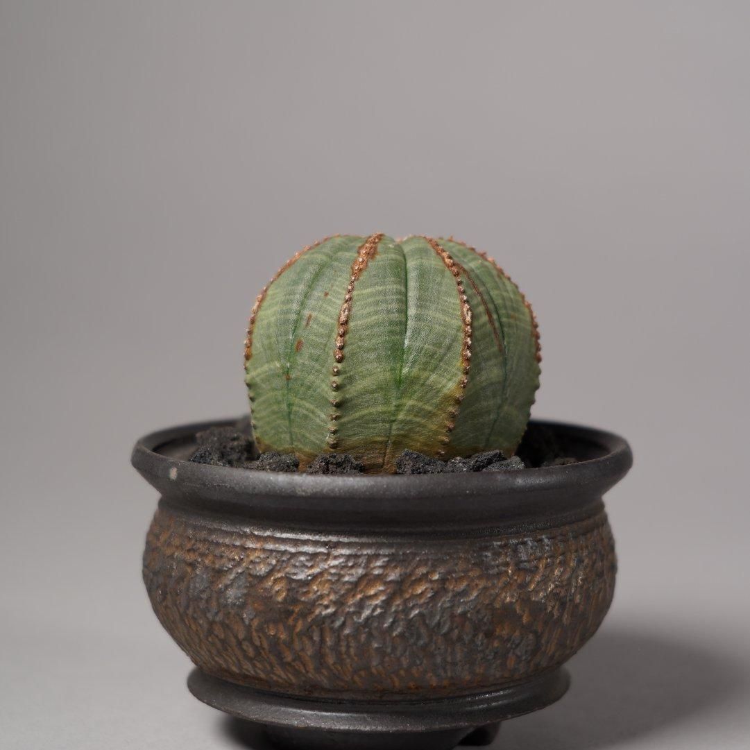 Euphorbia obesa(A) × “GOUJIN”POT
