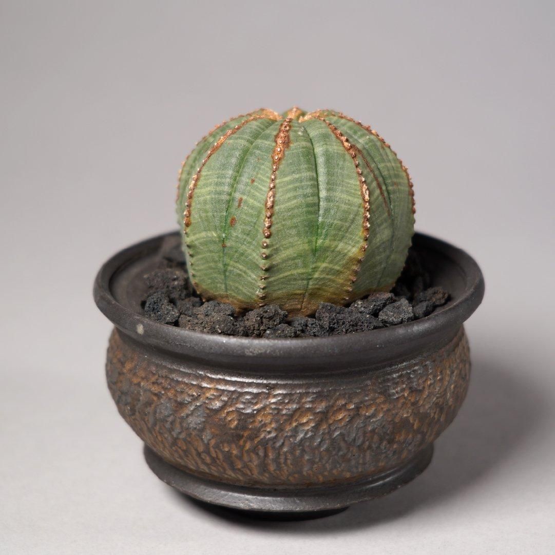 Euphorbia obesa(A) × “GOUJIN”POT