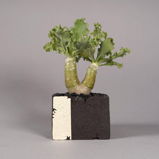 Othonna cyclophylla × “GOUJIN”POT