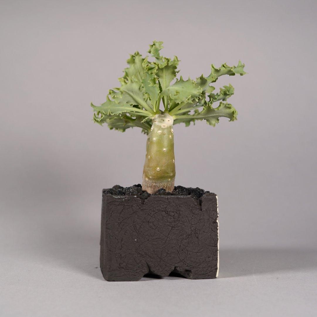 Othonna cyclophylla × “GOUJIN”POT