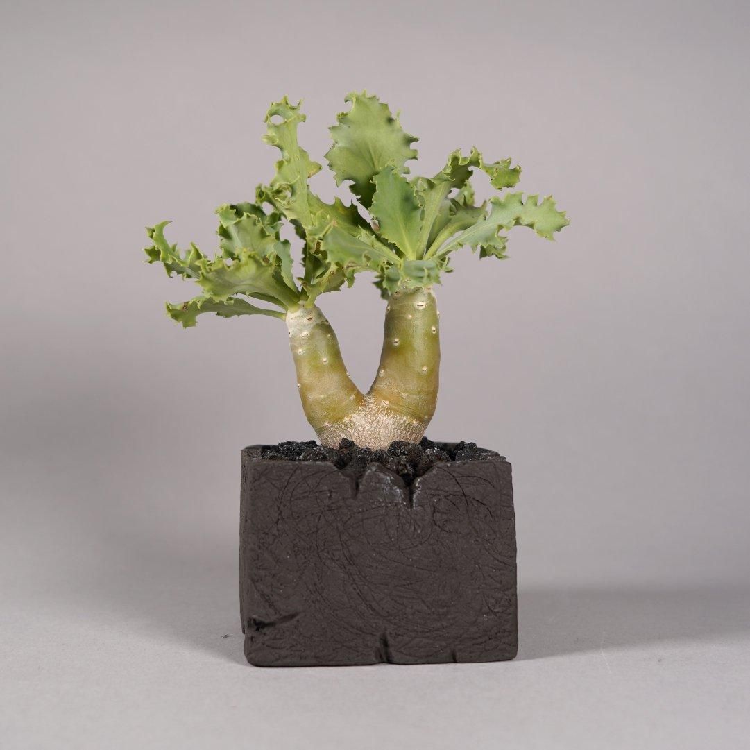 Othonna cyclophylla × “GOUJIN”POT