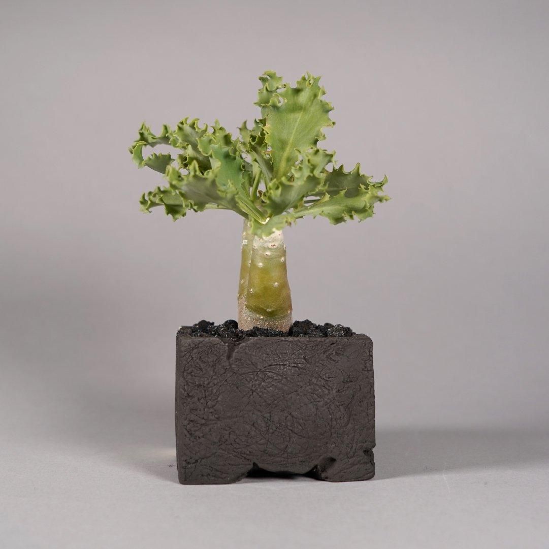 Othonna cyclophylla × “GOUJIN”POT