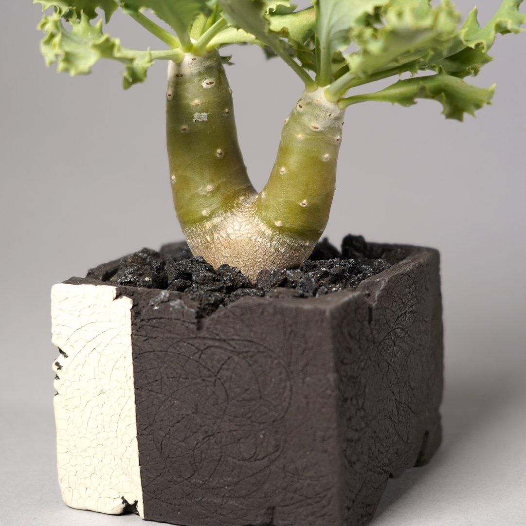 Othonna cyclophylla × “GOUJIN”POT