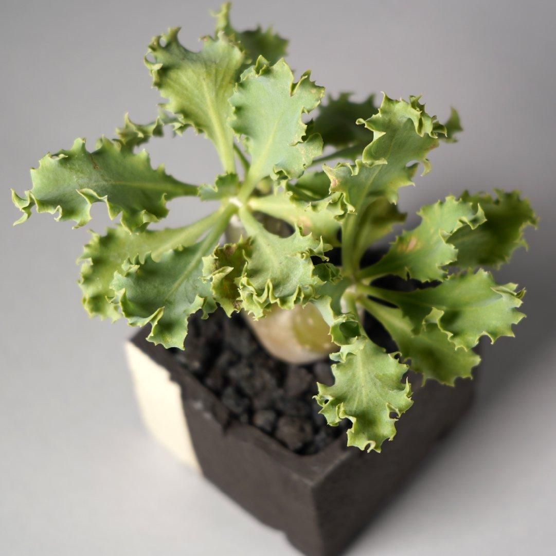 Othonna cyclophylla × “GOUJIN”POT
