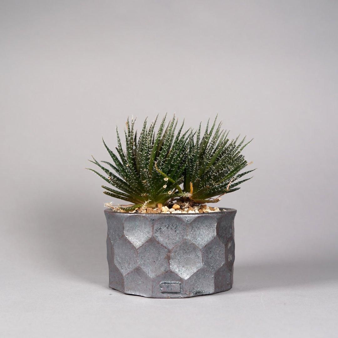 Aloe haworthioides × “ 斎藤 十郎”POT