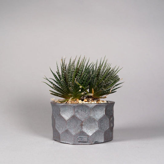 Aloe haworthioides × “ 斎藤 十郎”POT