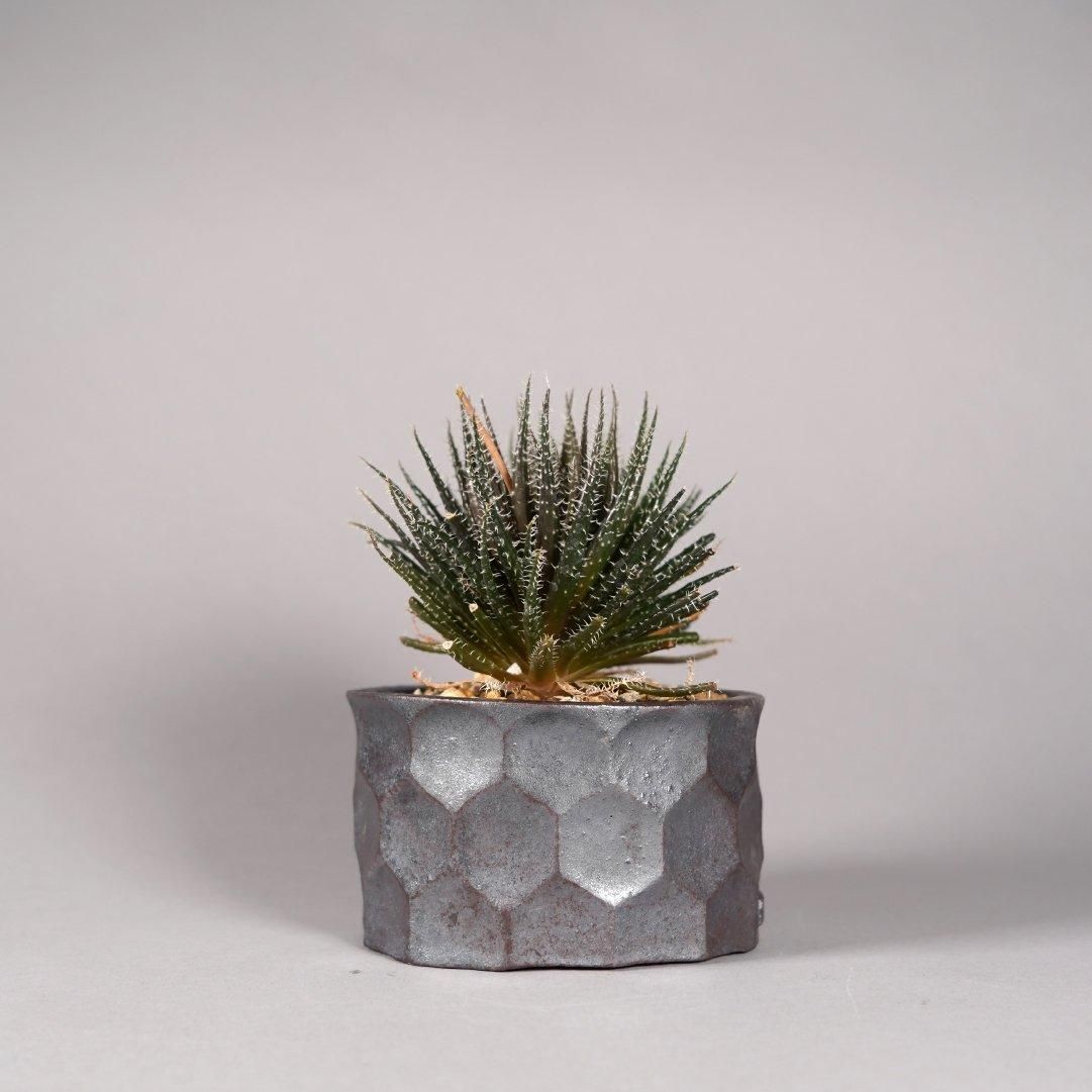 Aloe haworthioides × “ 斎藤 十郎”POT