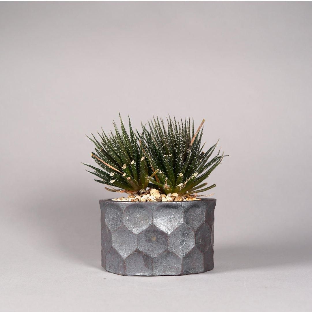 Aloe haworthioides × “ 斎藤 十郎”POT