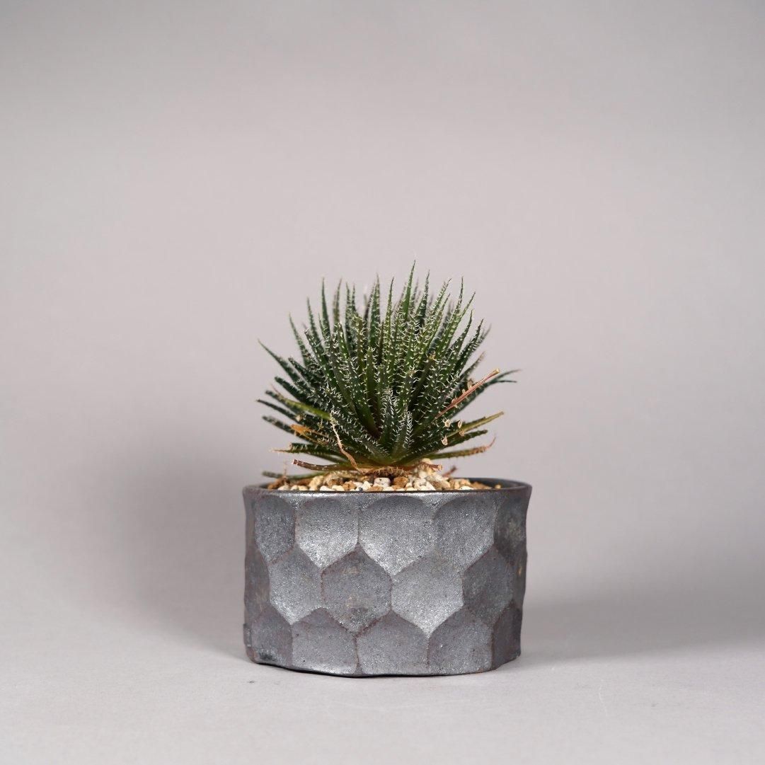 Aloe haworthioides × “ 斎藤 十郎”POT