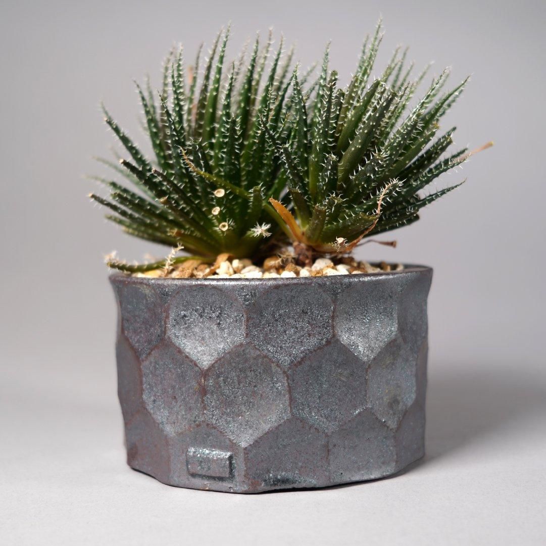 Aloe haworthioides × “ 斎藤 十郎”POT