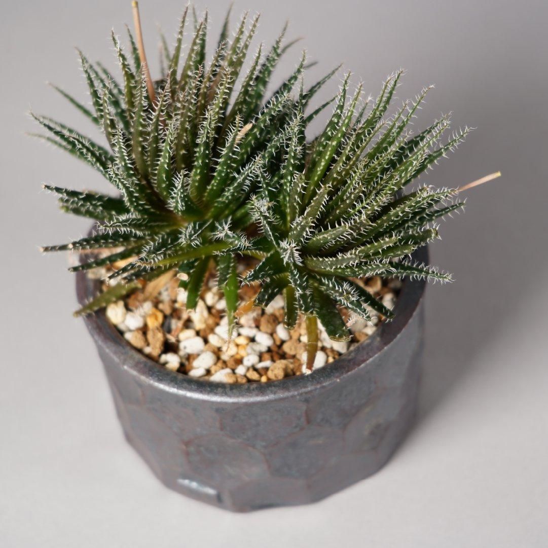 Aloe haworthioides × “ 斎藤 十郎”POT
