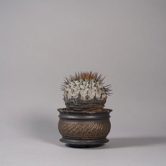 Copiapoa cinerea var. columna-alba × “GOUJIN”POT〝B〟