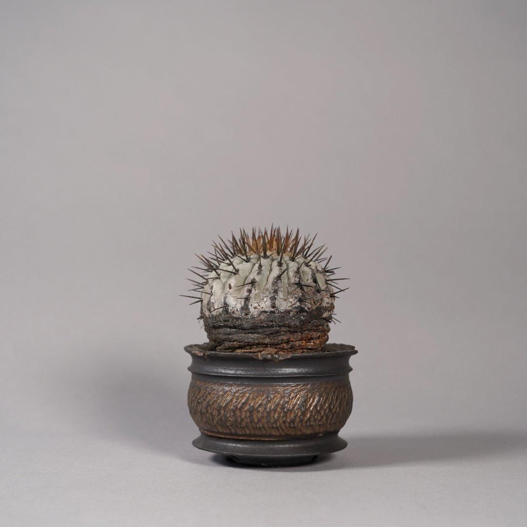 Copiapoa cinerea var. columna-alba × “GOUJIN”POT〝B〟