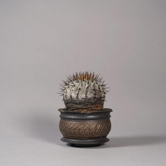 Copiapoa cinerea var. columna-alba × “GOUJIN”POT〝B〟