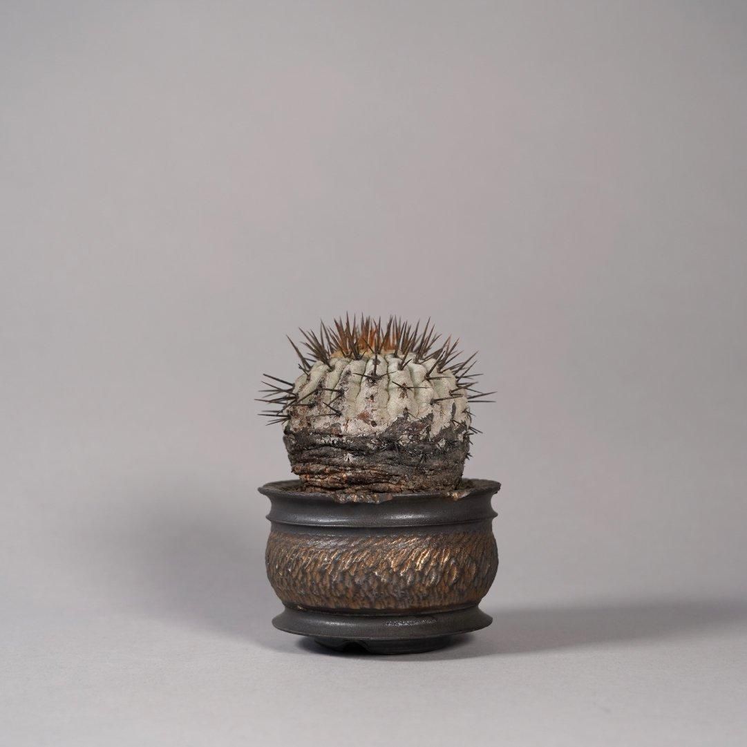 Copiapoa cinerea var. columna-alba × “GOUJIN”POT〝B〟