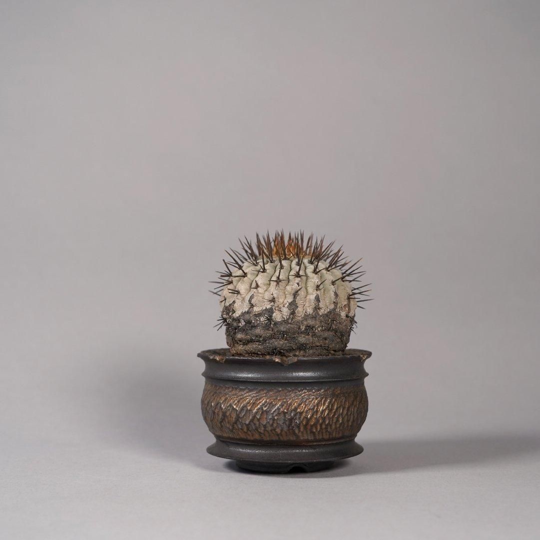 Copiapoa cinerea var. columna-alba × “GOUJIN”POT〝B〟