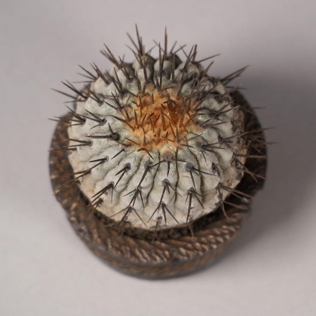 Copiapoa cinerea var. columna-alba × “GOUJIN”POT〝B〟