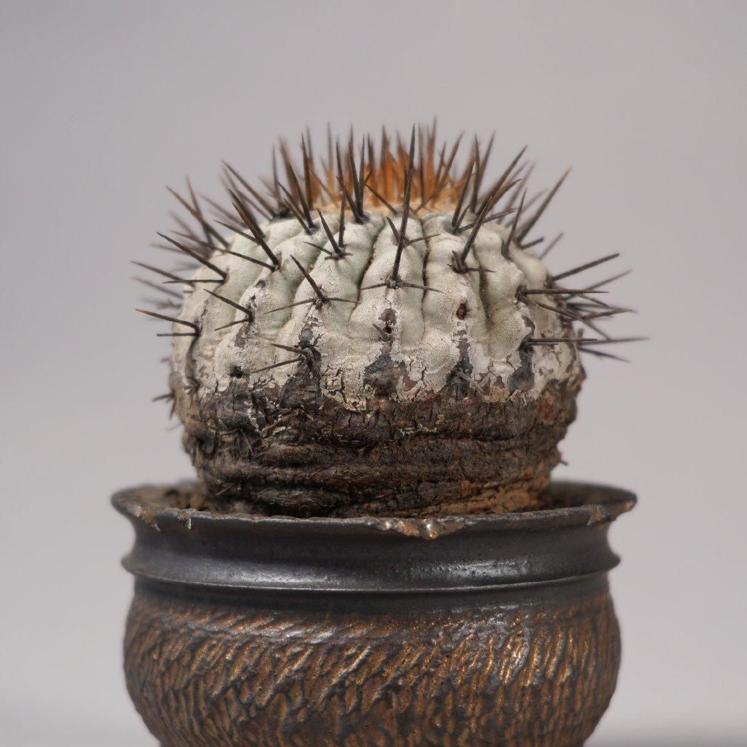 Copiapoa cinerea var. columna-alba × “GOUJIN”POT〝B〟