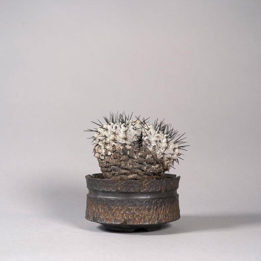 Copiapoa cinerea var. columna-alba × “GOUJIN”POT〝D〟