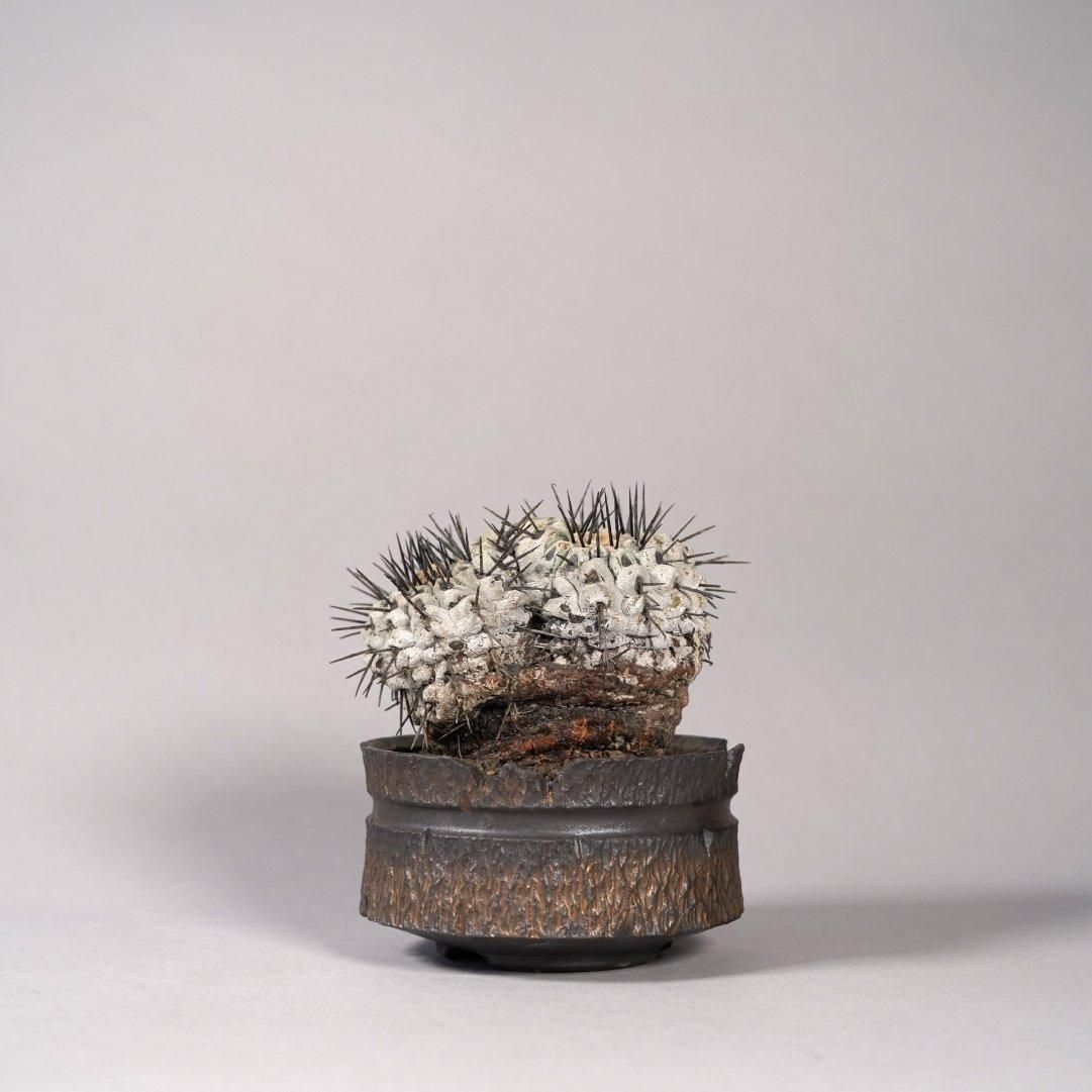 Copiapoa cinerea var. columna-alba × “GOUJIN”POT〝D〟