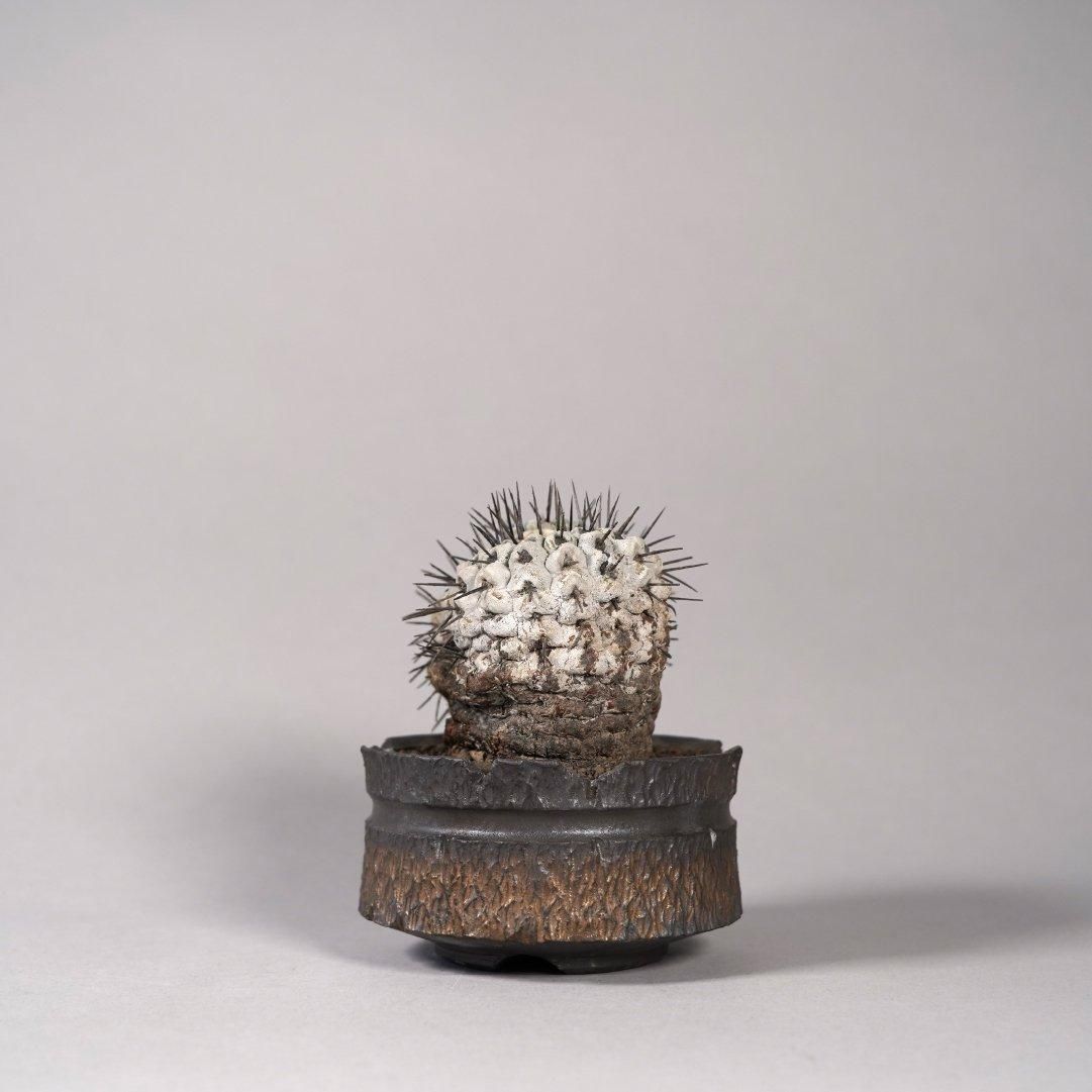 Copiapoa cinerea var. columna-alba × “GOUJIN”POT〝D〟