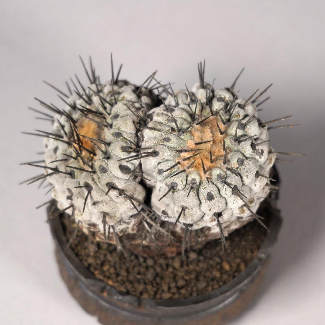 Copiapoa cinerea var. columna-alba × “GOUJIN”POT〝D〟