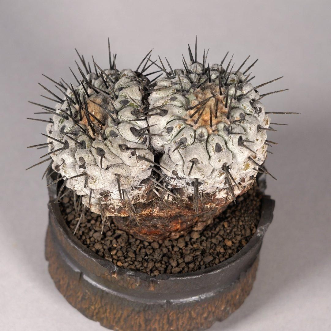 Copiapoa cinerea var. columna-alba × “GOUJIN”POT〝D〟