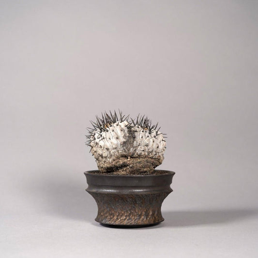 Copiapoa cinerea var. columna-alba × “GOUJIN”POT〝E〟
