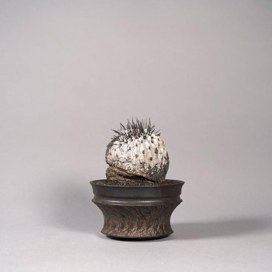 Copiapoa cinerea var. columna-alba × “GOUJIN”POT〝E〟