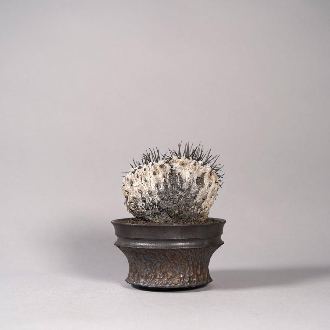 Copiapoa cinerea var. columna-alba × “GOUJIN”POT〝E〟