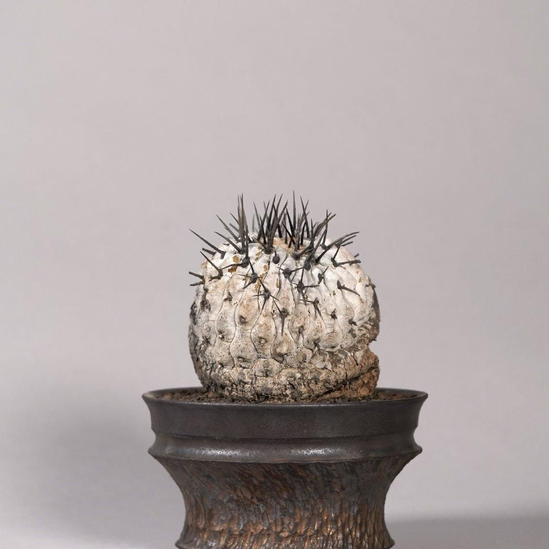 Copiapoa cinerea var. columna-alba × “GOUJIN”POT〝E〟