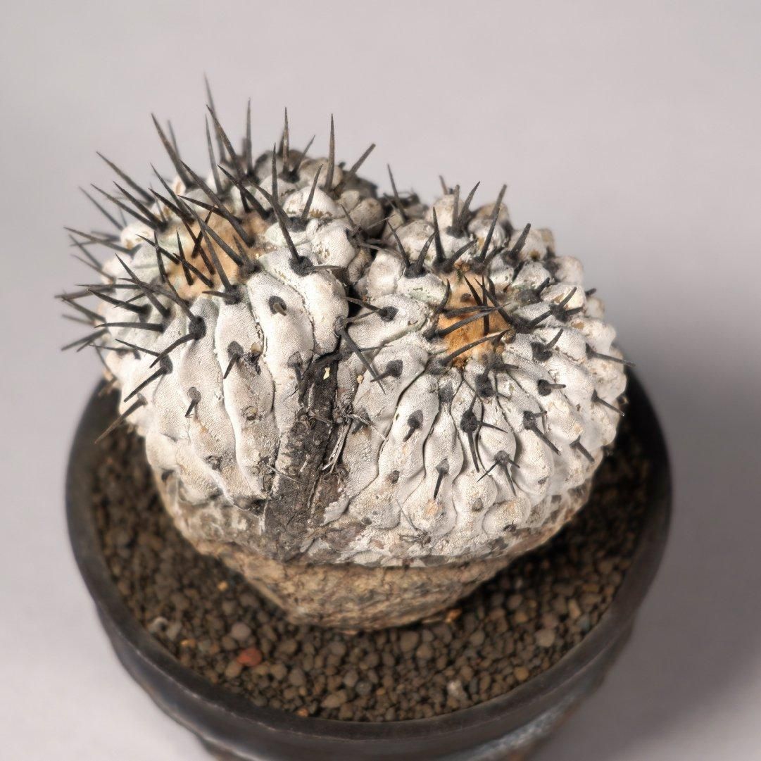Copiapoa cinerea var. columna-alba × “GOUJIN”POT〝E〟