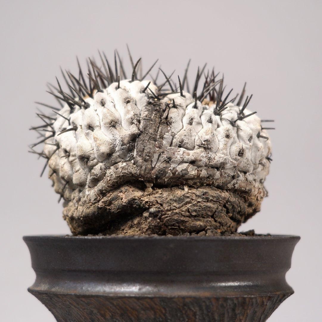 Copiapoa cinerea var. columna-alba × “GOUJIN”POT〝E〟