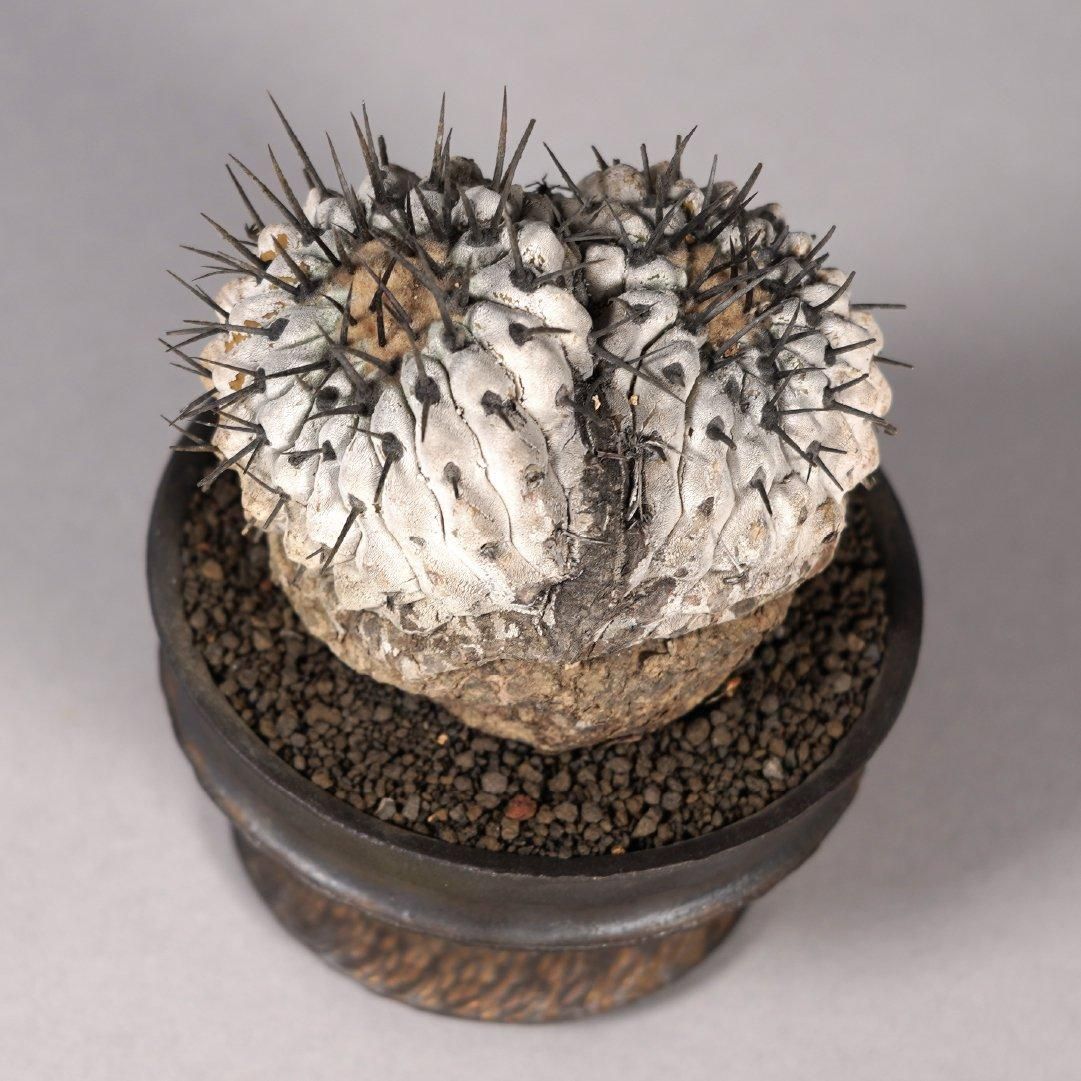 Copiapoa cinerea var. columna-alba × “GOUJIN”POT〝E〟