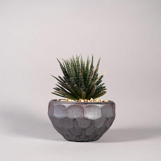 Aloe haworthioides × “ 斎藤 十郎”POT