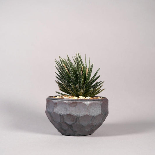 Aloe haworthioides × “ 斎藤 十郎”POT