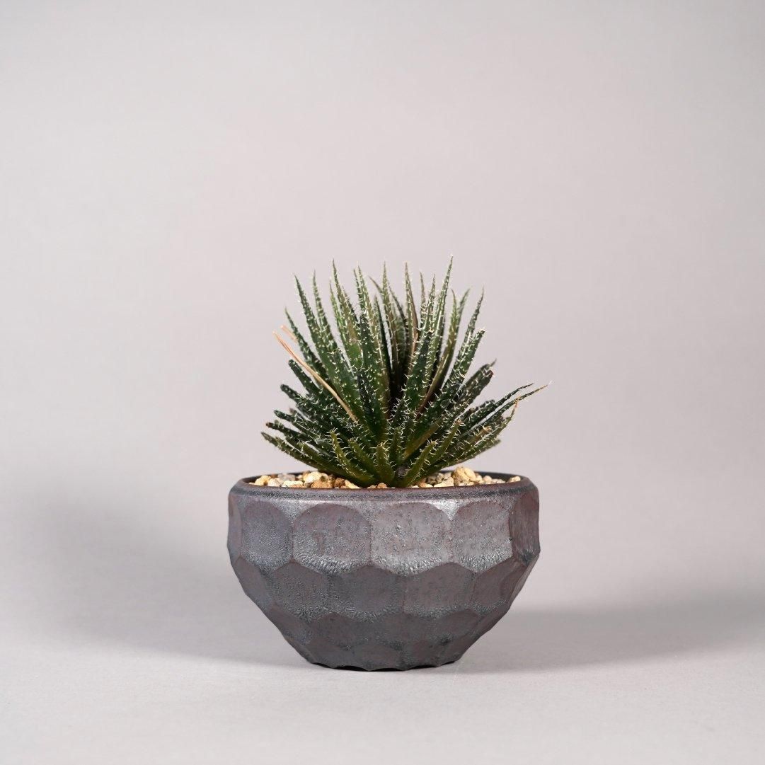 Aloe haworthioides × “ 斎藤 十郎”POT