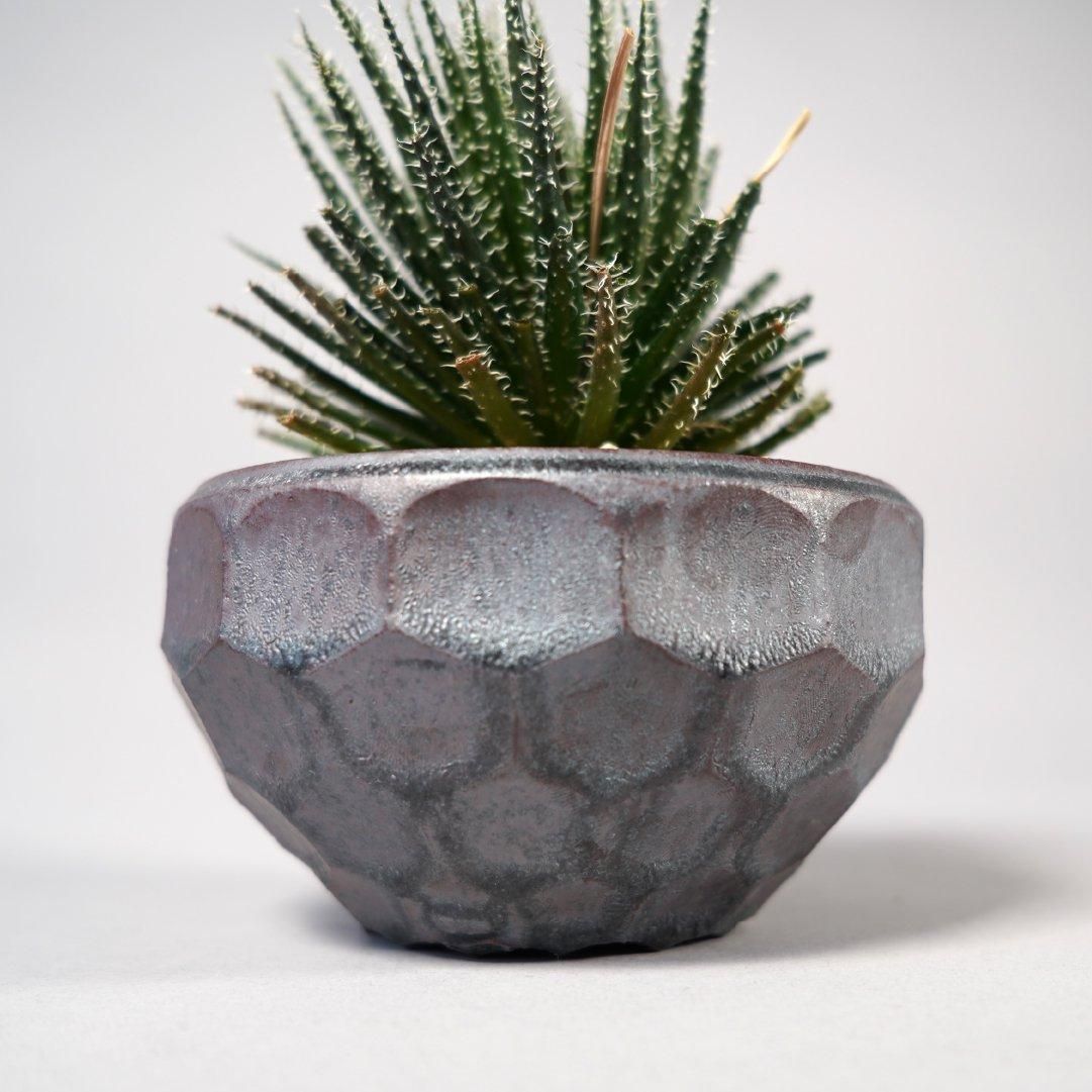 Aloe haworthioides × “ 斎藤 十郎”POT
