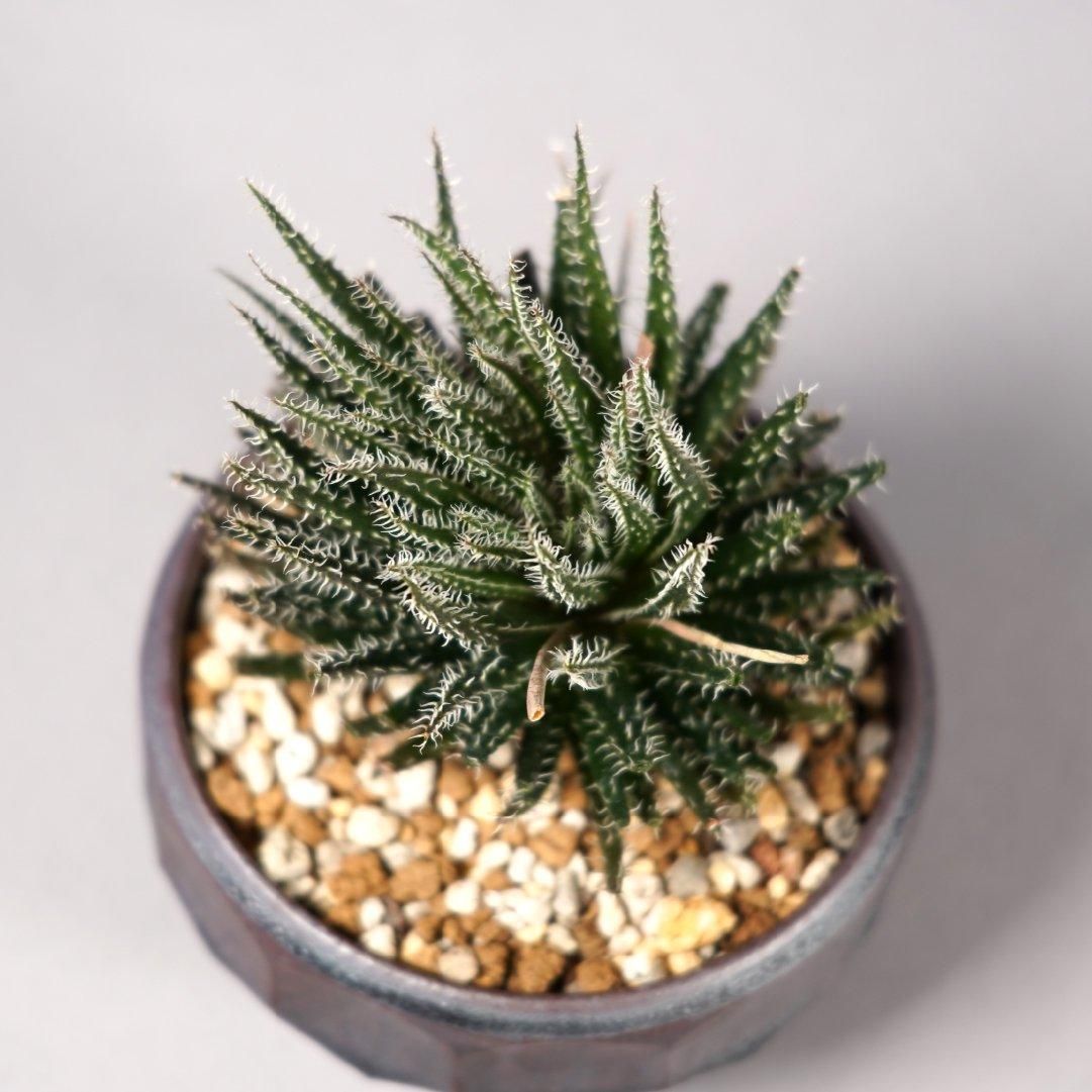 Aloe haworthioides × “ 斎藤 十郎”POT