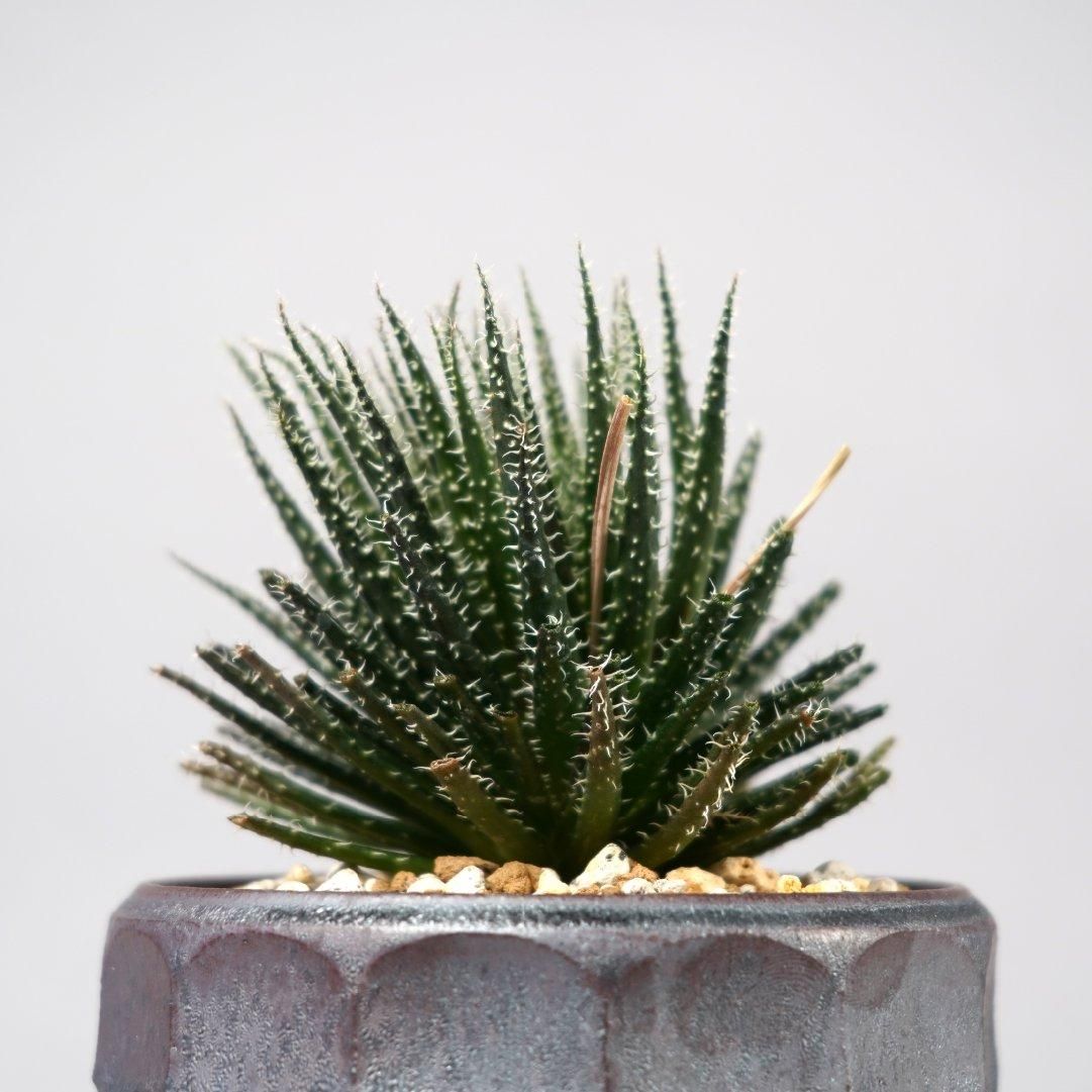 Aloe haworthioides × “ 斎藤 十郎”POT