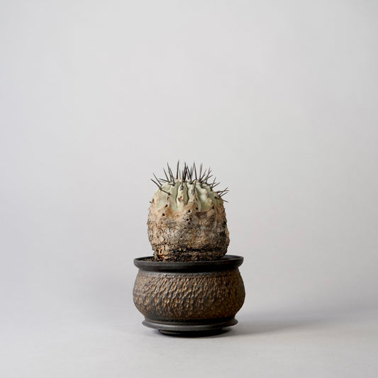 Copiapoa cinerea × “GOUJIN”POT