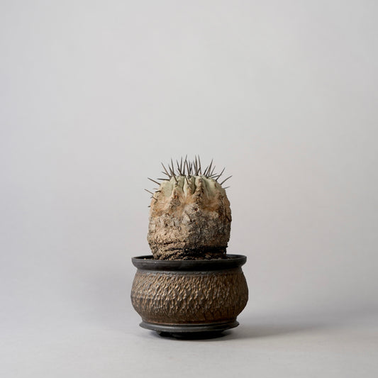 Copiapoa cinerea × “GOUJIN”POT