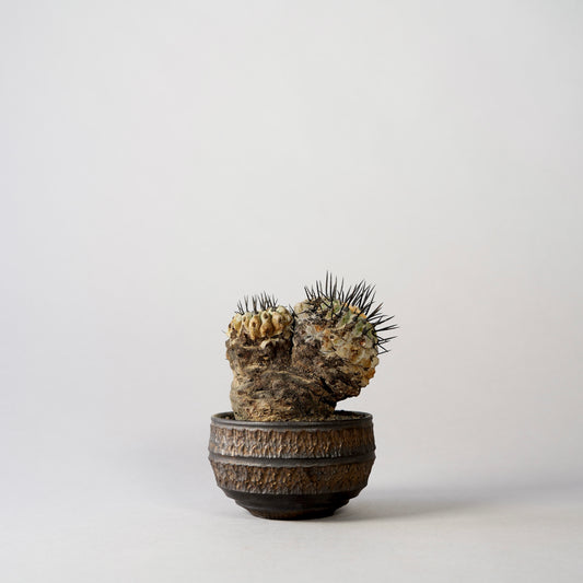 Copiapoa cinerea var. columna-alba × “GOUJIN”POT〝C〟