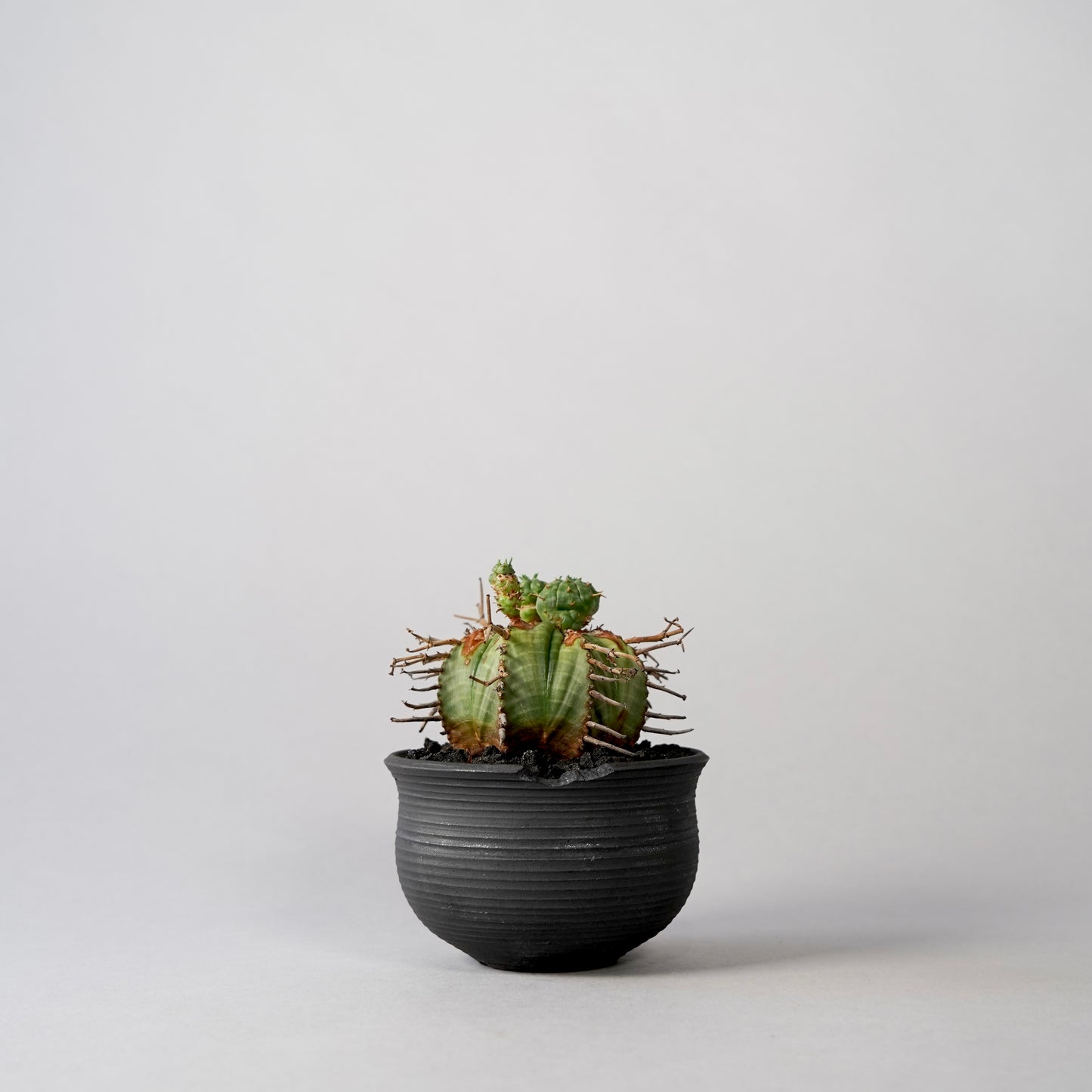 Euphorbia valida × “N/OH”POT