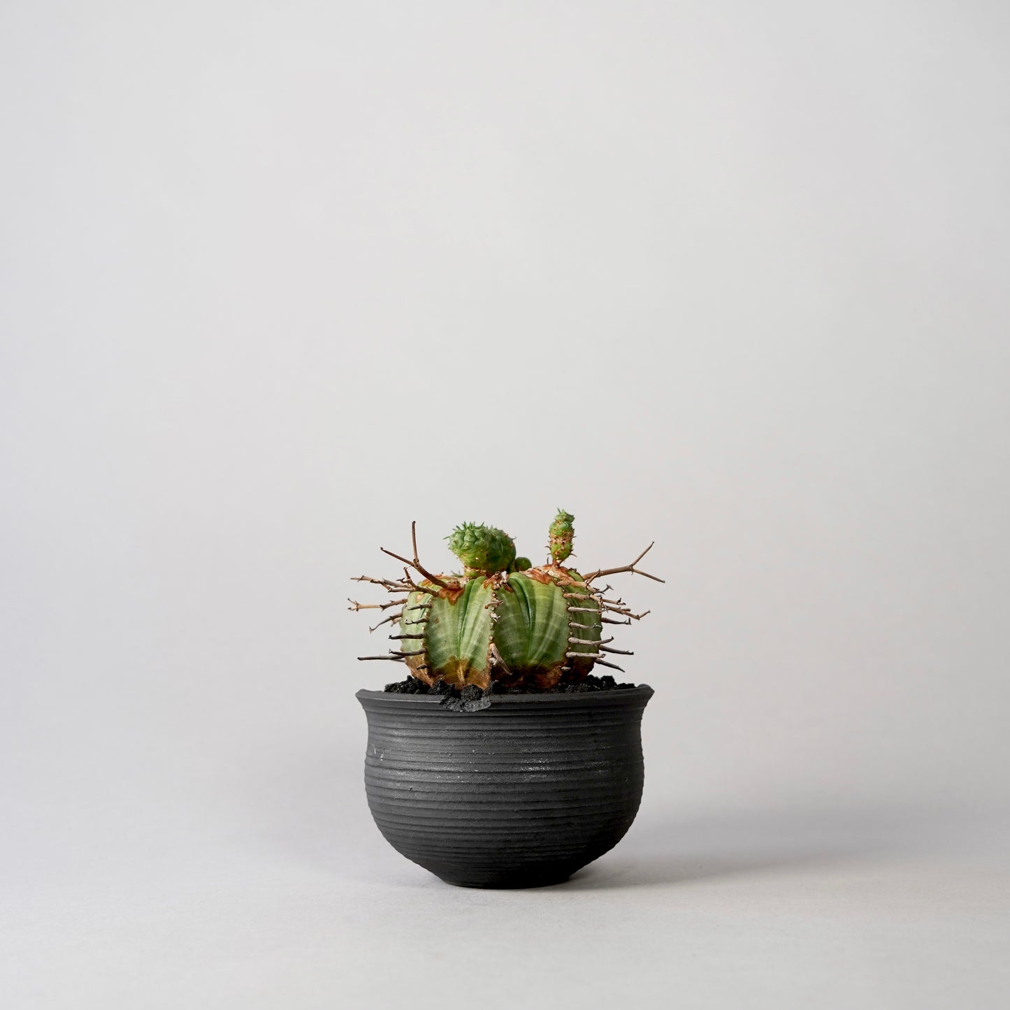 Euphorbia valida × “N/OH”POT