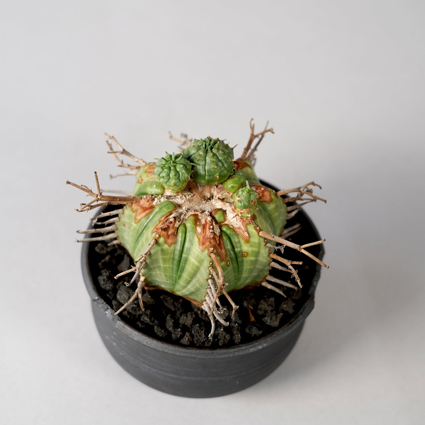 Euphorbia valida × “N/OH”POT