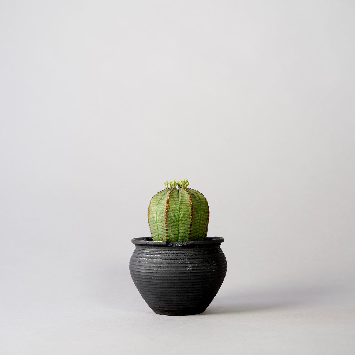 Euphorbia obesa × “N/OH”POT